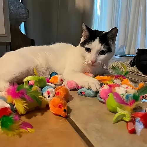 Mixed Cat Toy Set – 10/20/30/50/100 Pieces